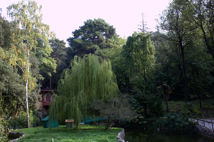 Un laghetto del parco con un salice piangente e la vegetazione fitta